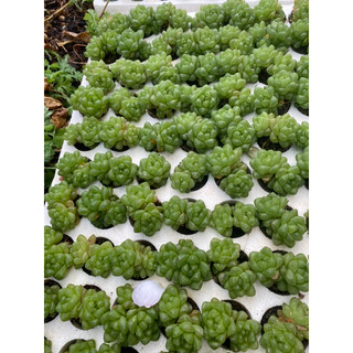 Cây sen đá hawothia ngọc xanh tròn🌵 [Chính hãng]⚡ [Ảnh thật] ❤ [FreeShip] ✈ [Có sẵn]