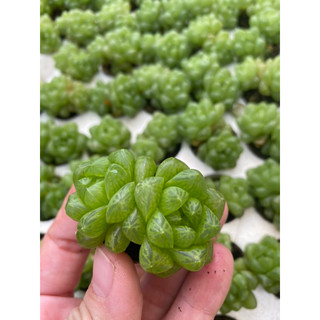 Cây sen đá hawothia ngọc xanh tròn🌵 [Chính hãng]⚡ [Ảnh thật] ❤ [FreeShip] ✈ [Có sẵn]