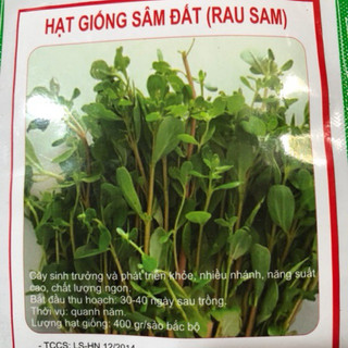 HẠT GIỐNG RAU SAM (SÂM ĐẤT)
