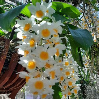 chậu hoa lan kiều tím. trắng, vàng phi 12 bụi lùm bự dể trồng dể chăm