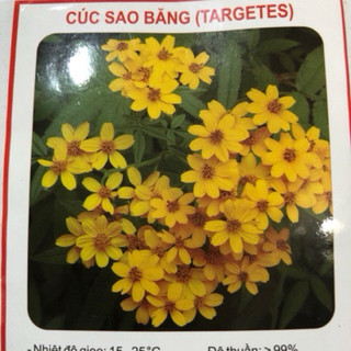 HẠT GIỐNG HOA CÚC SAO BĂNG