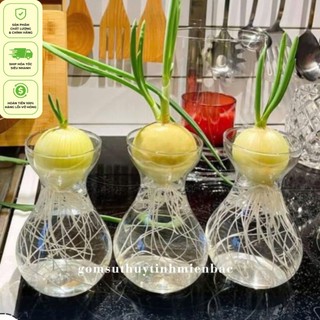  Lọ Hoa Thủy Tinh Miệng Loe Đa Năng Trang Trí Nhà Cửa Văn Phòng Trồng Thủy Sinh Cắm Hoa Tươi 
