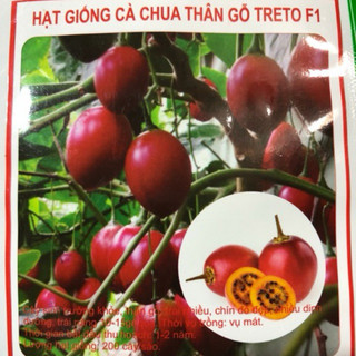 HẠT GIỐNG CÀ CHUA THÂN GỖ