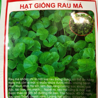 HẠT GIỐNG RAU MÁ CAO SẢN