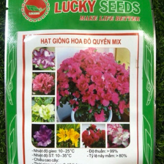 HẠT GIỐNG HOA ĐỖ QUYÊN MIX (30hạt/gói)