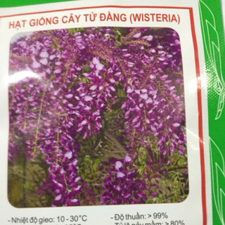 HẠT GIỐNG HOA TỬ ĐẰNG