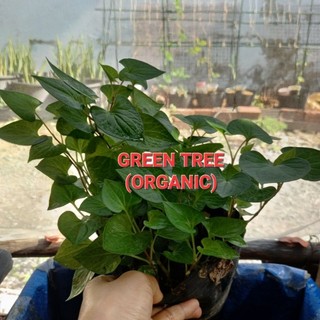 Cây giống rau diếp cá(dấp cá)(mua 5 tặng 1)
