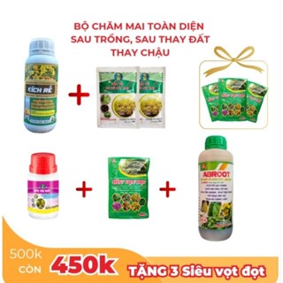 Bộ Chăm Mai Toàn Diện Sau Trồng, sau Thay đất thay chậu