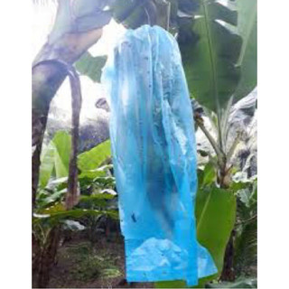 TÚI BAO TRÁI CHUỐI 20 cái