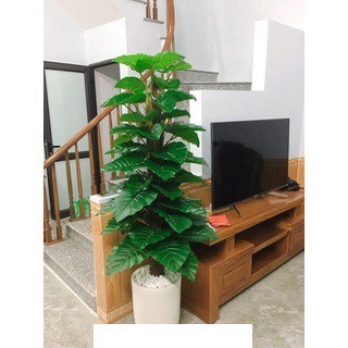 Trầu bà leo cột 1.6m, cây trầu bà lá xẻ 3 thân, cây lá to, tán dày-Cây giả