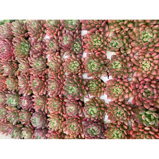 Cây sen đá ruby đỏ[Có sẵn] 🌵  [Chính hãng]⚡ [Ảnh thật] ❤  [FreeShip]