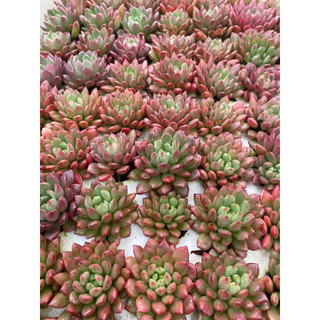 Cây sen đá ruby đỏ[Có sẵn] 🌵  [Chính hãng]⚡ [Ảnh thật] ❤  [FreeShip]