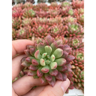 Cây sen đá ruby đỏ[Có sẵn] 🌵  [Chính hãng]⚡ [Ảnh thật] ❤  [FreeShip]