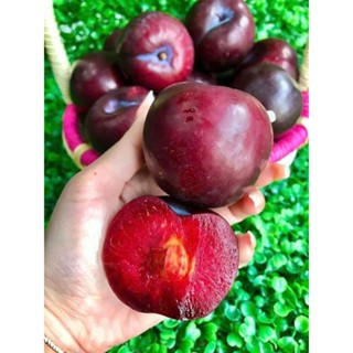 CÂY GIỐNG MẬN ĐỎ ÚC TỨ QUÝ - SIÊU TRÁI ra trái 4 mùa quanh năm