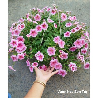 (VHST giao trong ngày) CÂY HOA DẠ YẾN THẢO đang hoa.