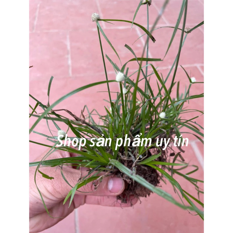 cỏ bạc đầu