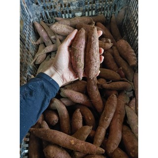  5kí khoai mật Tà nung Đà Lạt- size nhỏ 
