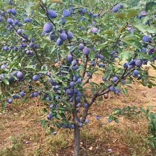 Cây giống mận đen Úc (  cây giống chuẩn )