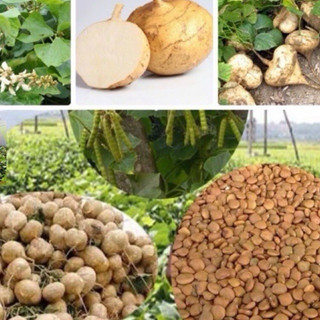HẠT GIỐNG CỦ ĐẬU CAO SẢN (1kg)