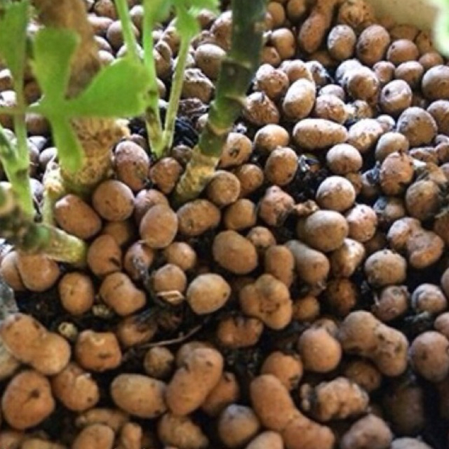 ĐẤT NUNG (SỎI NHẸ) TRỒNG CÂY Số 2