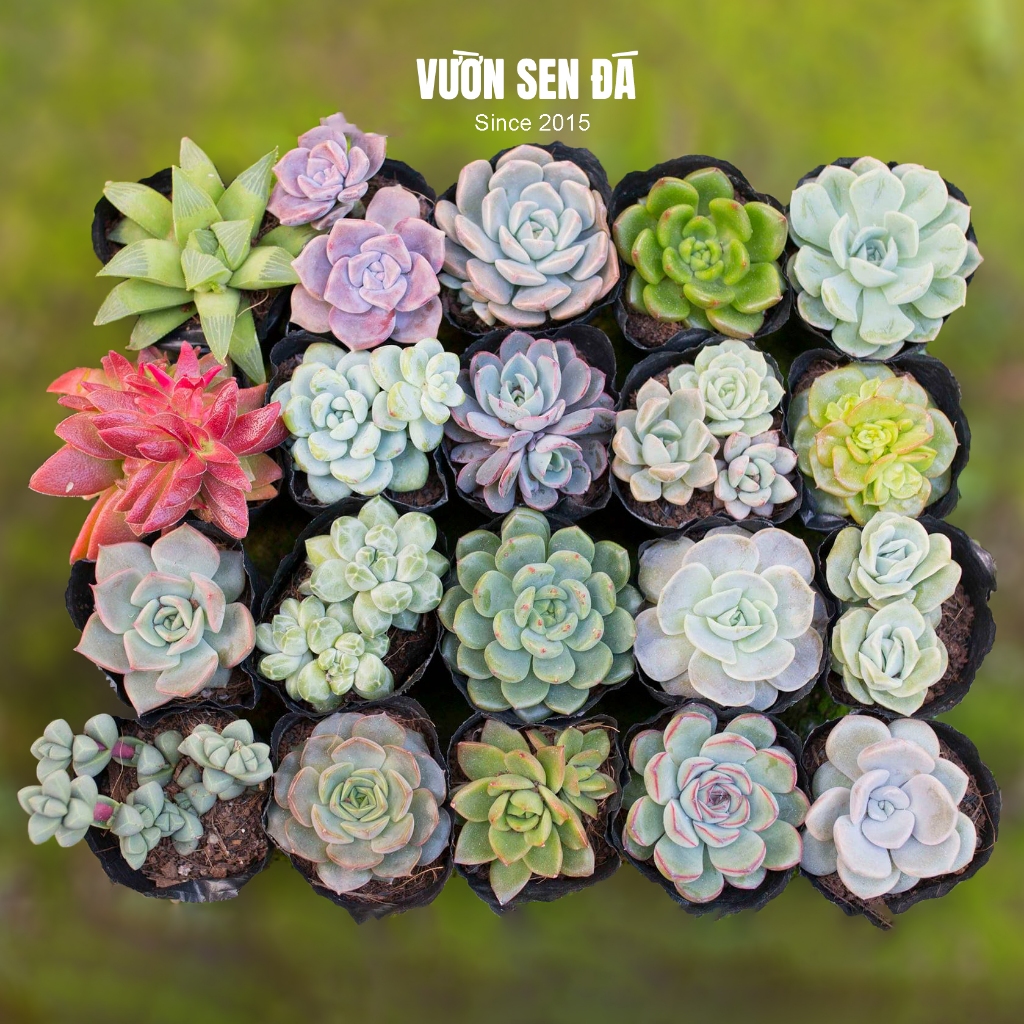 Combo 20 sen đá cỡ nhỏ 5-7cm đủ loại - Vườn sen đá