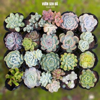Combo 20 sen đá cỡ nhỏ 5-7cm đủ loại - Vườn sen đá