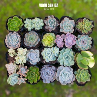Combo 20 sen đá cỡ nhỏ 5-7cm đủ loại - Vườn sen đá