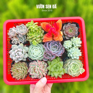 Combo sen đá giá rẻ 5-7cm - Vườn sen đá