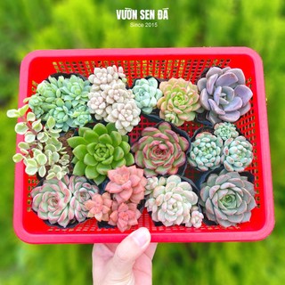 Combo sen đá giá rẻ 5-7cm - Vườn sen đá