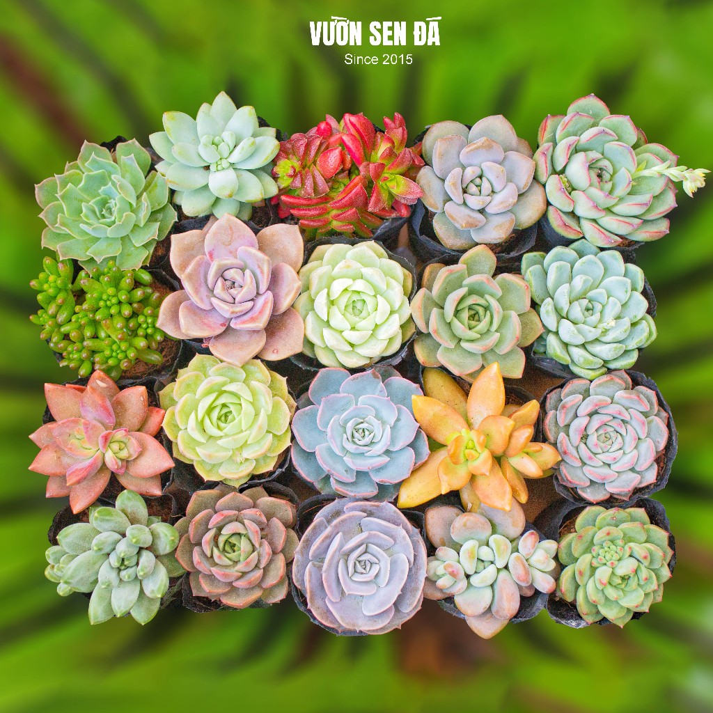 Combo sen đá giá rẻ 5-7cm - Vườn sen đá