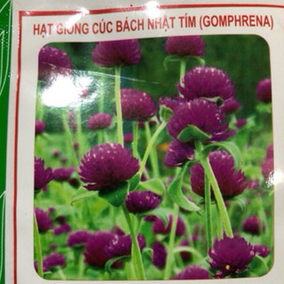 HẠT GIỐNG HOA CÚC BÁCH NHẬT TÍM