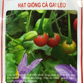 HẠT GIỐNG CÀ GAI LEO