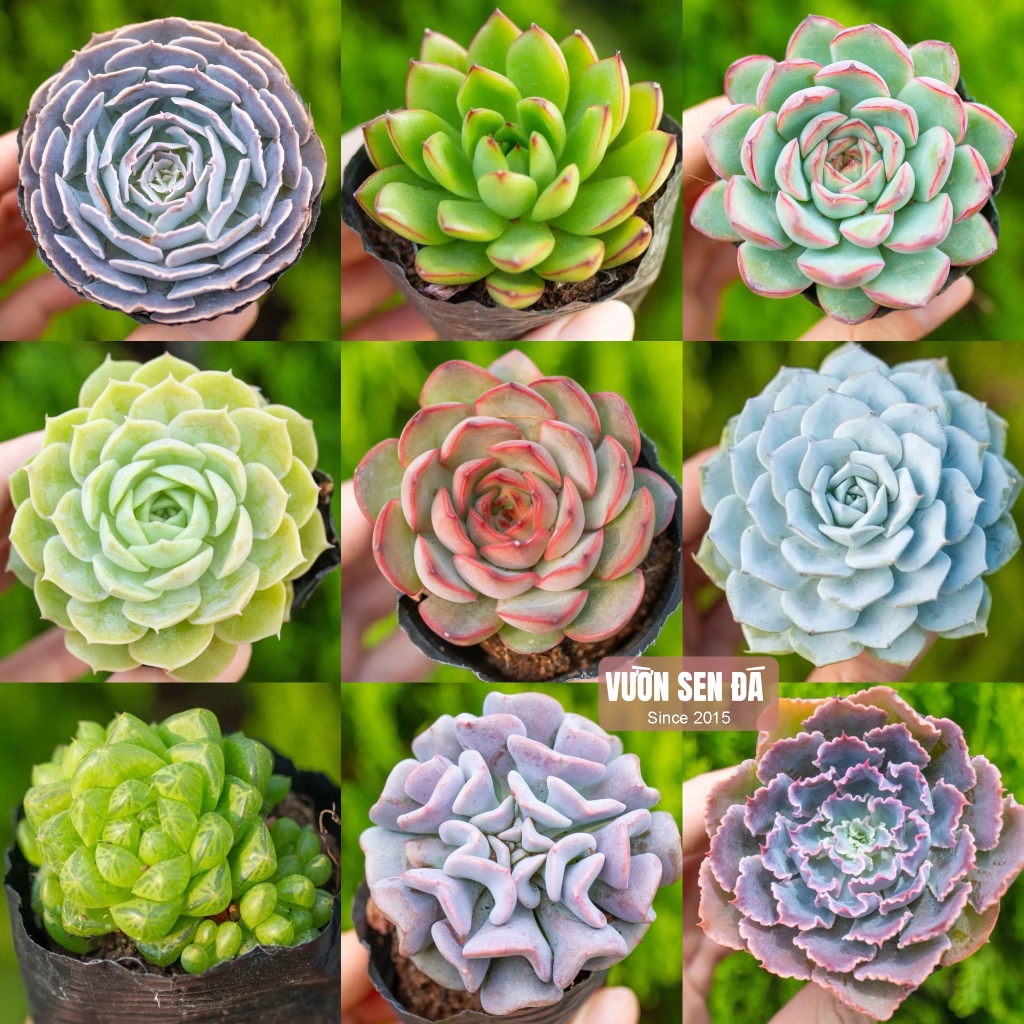 Sen đá cỡ nhỏ dễ trồng size 5-7cm