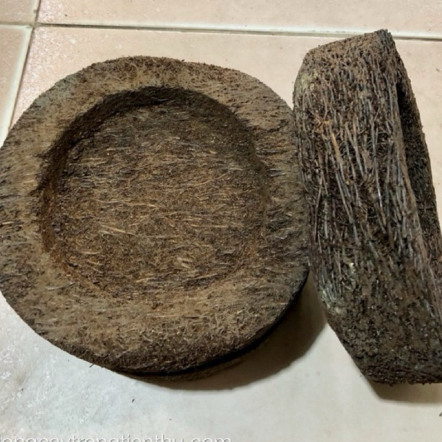 CHẬU DỚN TRỒNG LAN (DỚN ĐĨA)