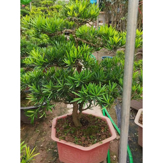Cây giống tùng la hán cao 20-25cm, bầu rễ ổn định tỉ lệ sống cao trang trí sân vườn