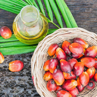 DẦU CỌ 500ML ÉP THỦ CÔNG DÙNG NẤU ĂN LÀM ĐẸP - LÁ TÍA TÔ