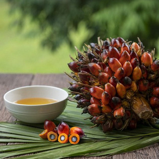DẦU CỌ 500ML ÉP THỦ CÔNG DÙNG NẤU ĂN LÀM ĐẸP - LÁ TÍA TÔ