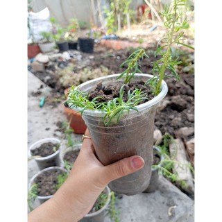 combo 10 nhánh tươi hoa mười giờ ( nhiều màu )