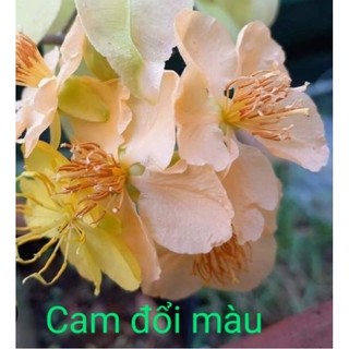 Cây mai cúc cam đổi màu ( cao 15-30cm )