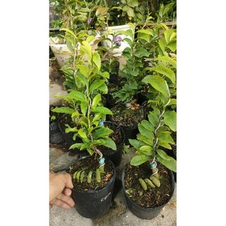 Cây mai cúc cam đổi màu ( cao 15-30cm )