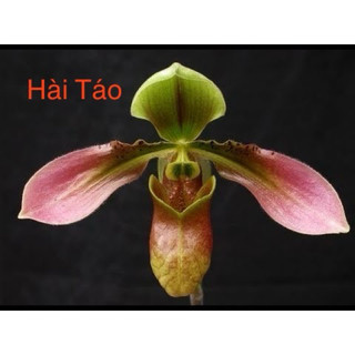 chậu Lan Hài Vệ Nữ, cocci, gấm, Táo thuần chậu