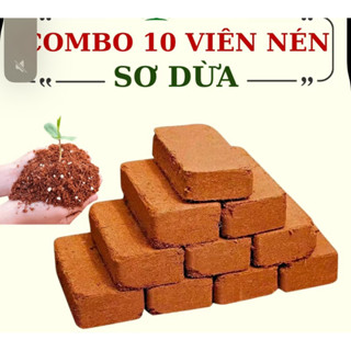 combo 10 viên nén xơ dừa tặng 2 túi phân + gói hạt giống