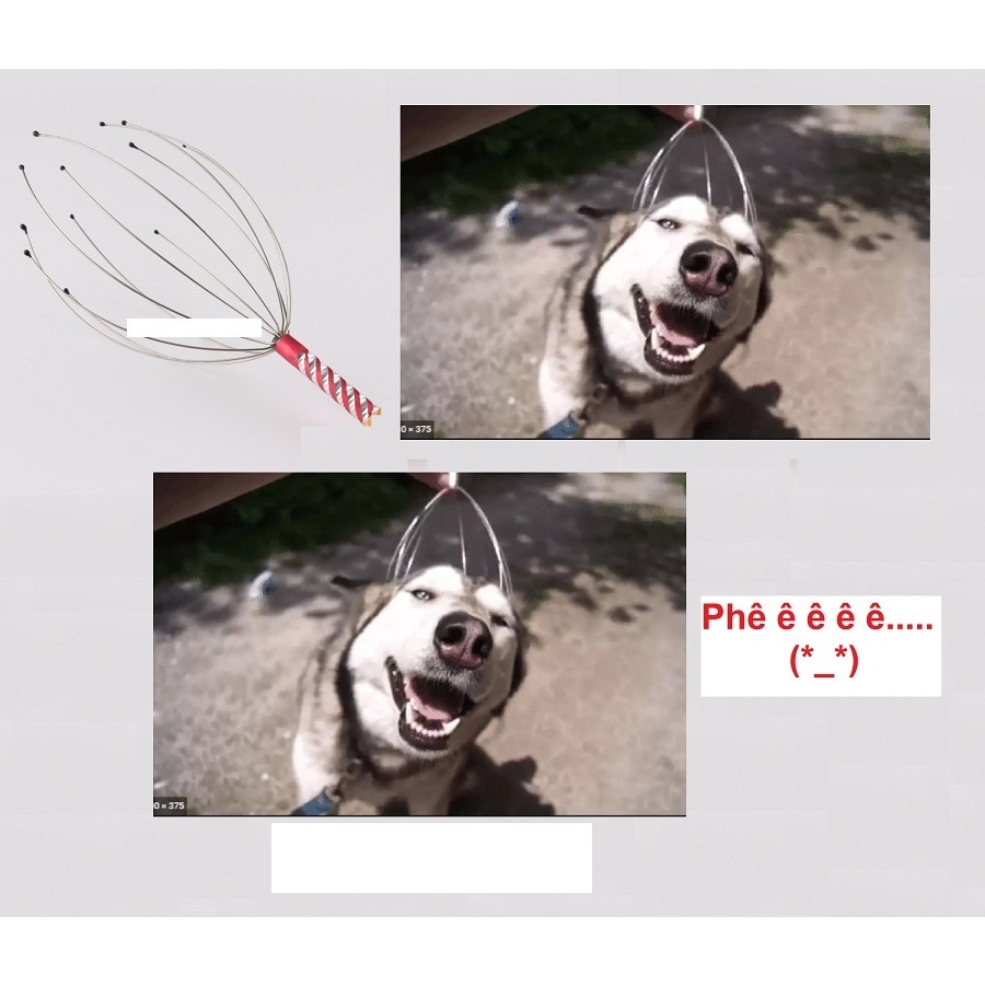 Cây mat xa - Thức ăn chó mèo