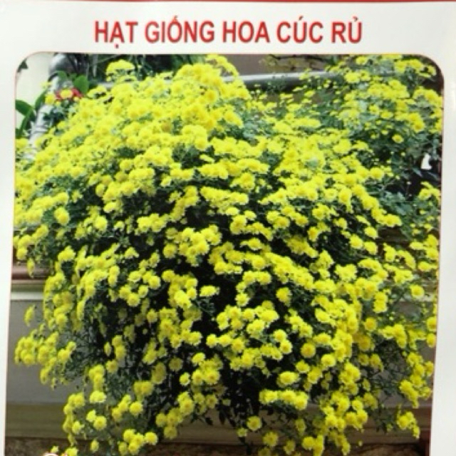 HẠT GIỐNG HOA CÚC RỦ