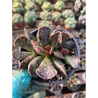 Cây sen đá hải cẩu lá quạt size chậu 7.5cm_sen thuần giống mới vườn boybon