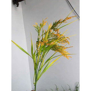 Cây giả - cây lúa nhựa PVC goa giả hoa lụa - lúa phát tài