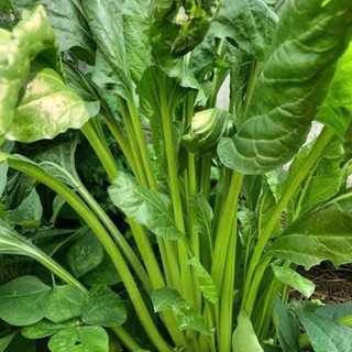 Hạt giống rau cải bó xôi (Spinach) là giống rau ăn lá trồng quanh năm 100 hạt Hàng CTY