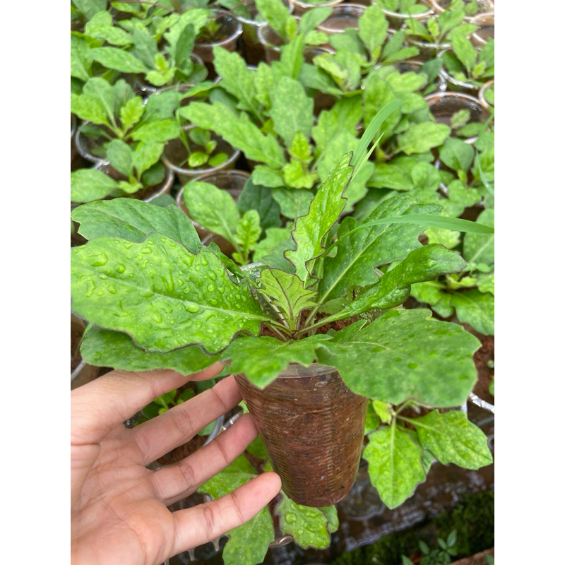(HAI) 2 Cây giống xuyên khung nam (sâm cóc)