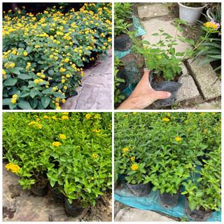  Cây hoa NGŨ SẮC VÀNG CHANH hoa nở quanh năm 