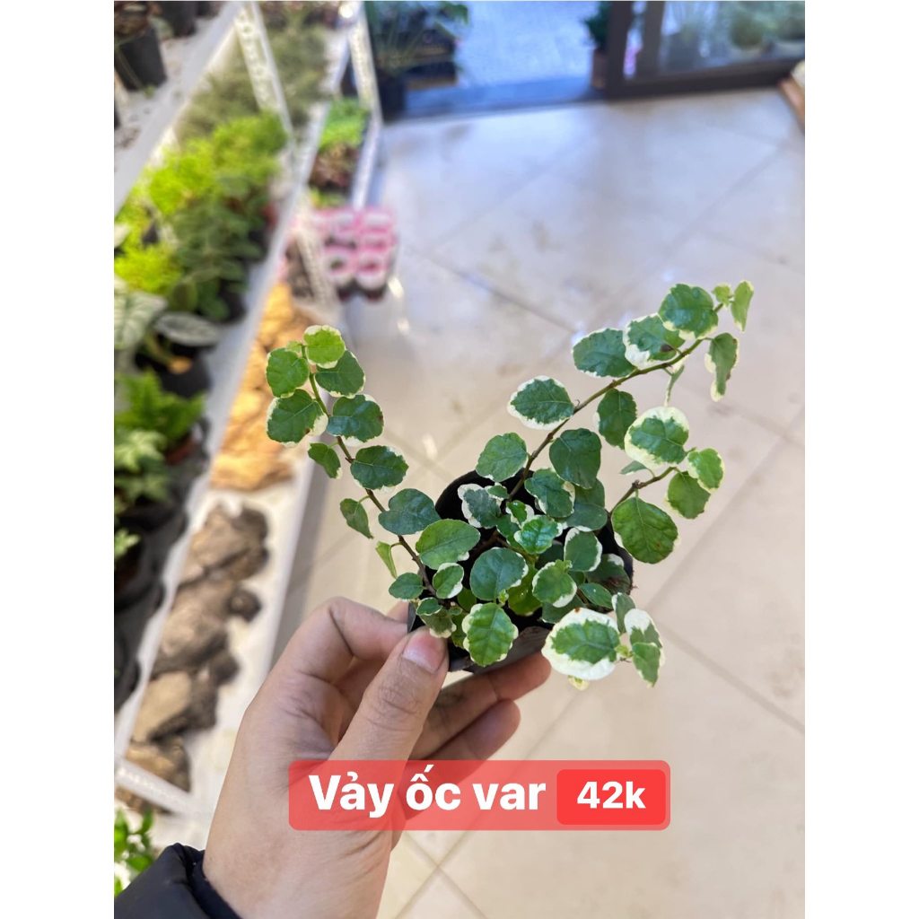 Vảy ốc lá var, vảy ốc đột biến, vảy ốc trắng ficus pumila , dây ficus var, dây leo terrarium